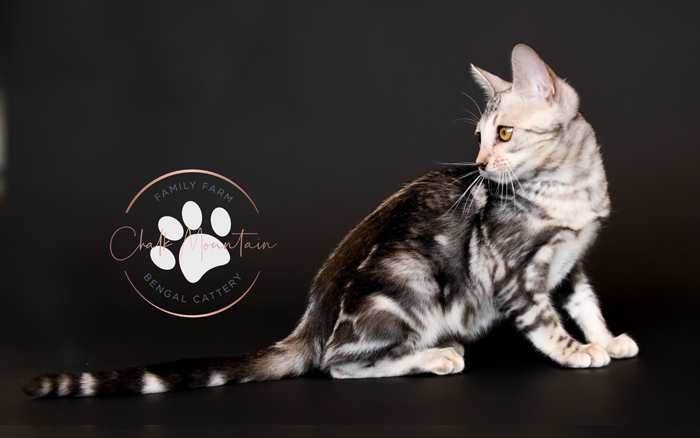 bengal kittens for sale